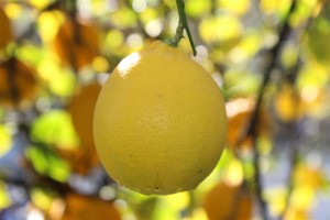 organic_lemons_safe