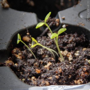 How to Grow Organic Celery