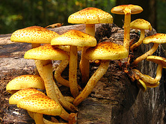 Unusual Mystery Mushrooms